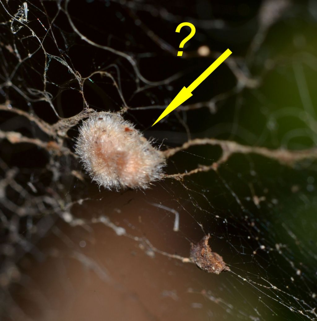 Linyphiidae